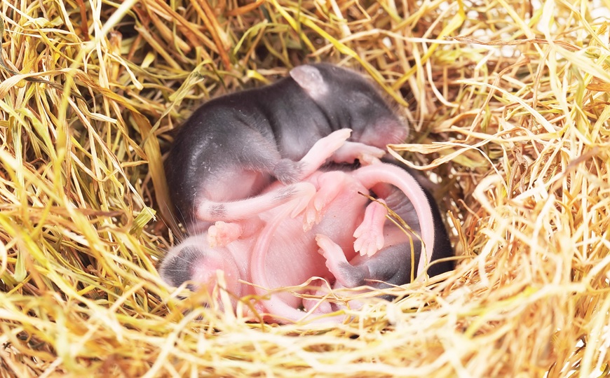 Обратимость мужского контрацептивного препарата подтверждена на мышах