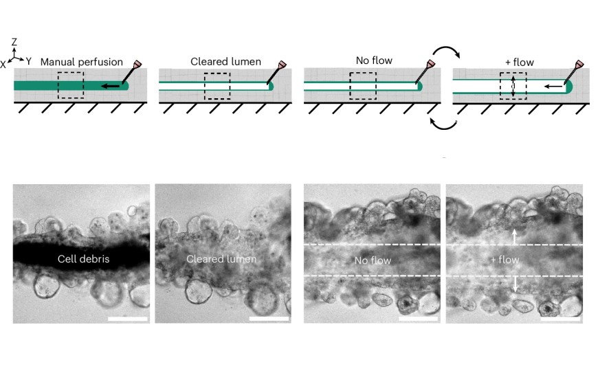 Новый гранулированный материал для биопечати органоидов поддерживает самоорганизацию клеток