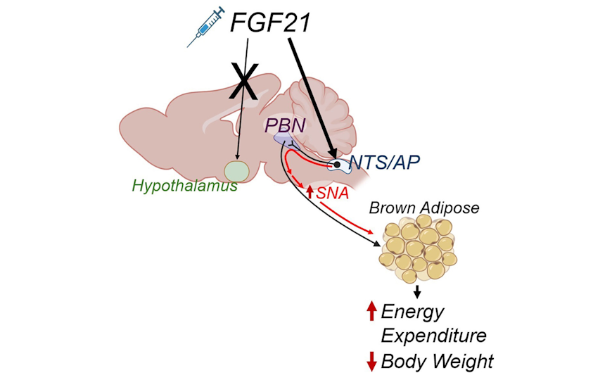 Гормон печени увеличивает расход энергии у мышей с ожирением