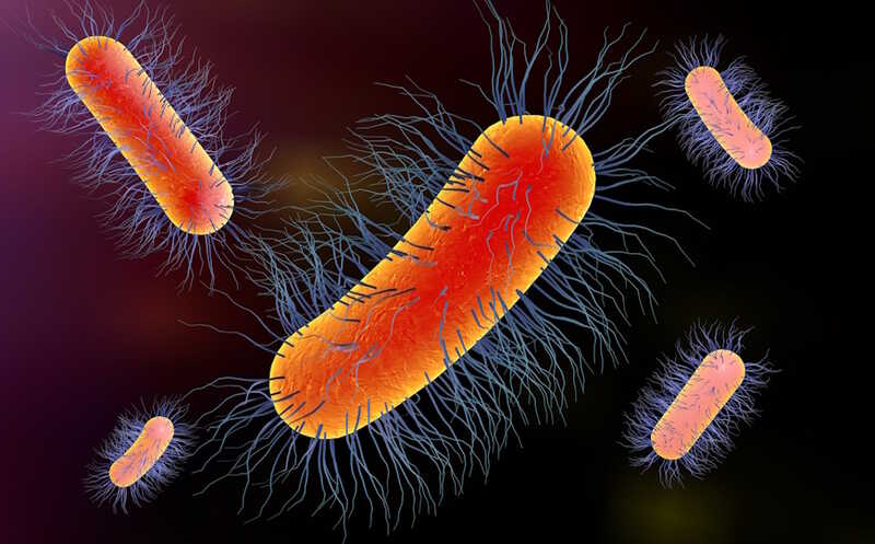 Всего пять типов капсул кишечной палочки отвечают за 58% случаев множественной лекарственной устойчивости