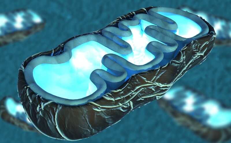 Активация митофагии снижает тяжесть фиброза легких