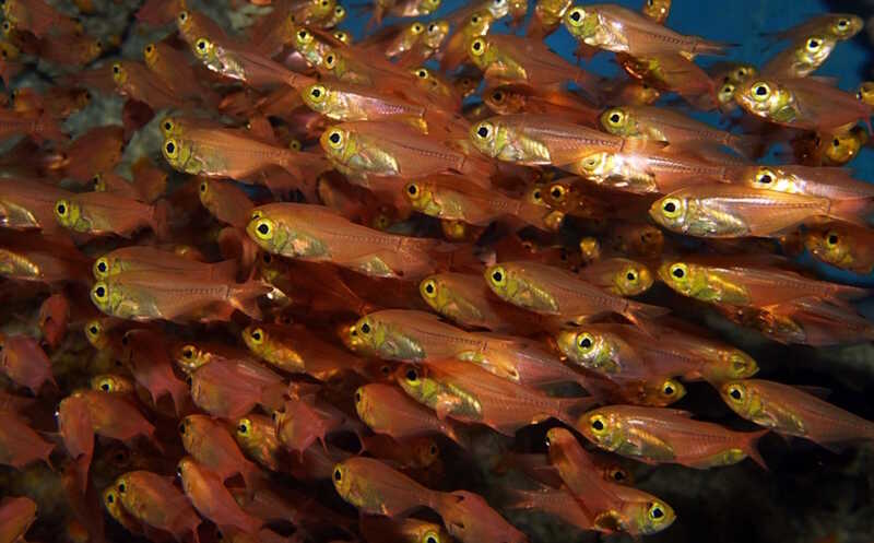 Рыбка с «украденной» люциферазой так и не научилась ее синтезировать