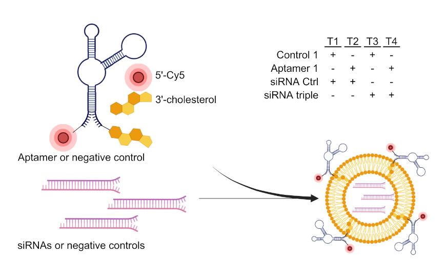Липидные наночастицы из молока впервые доставили РНК напрямую в клетки редкой опухоли