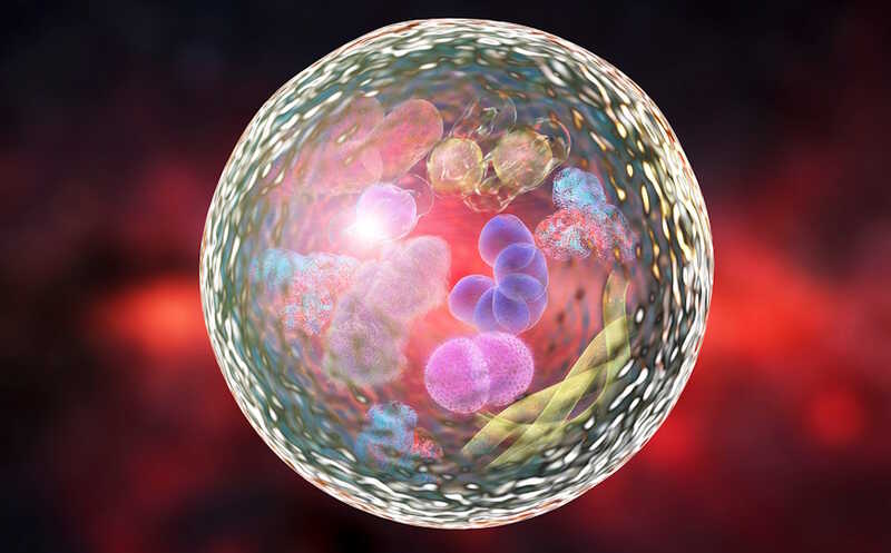Внутриклеточная киназа Src экспонируется на поверхности раковых клеток