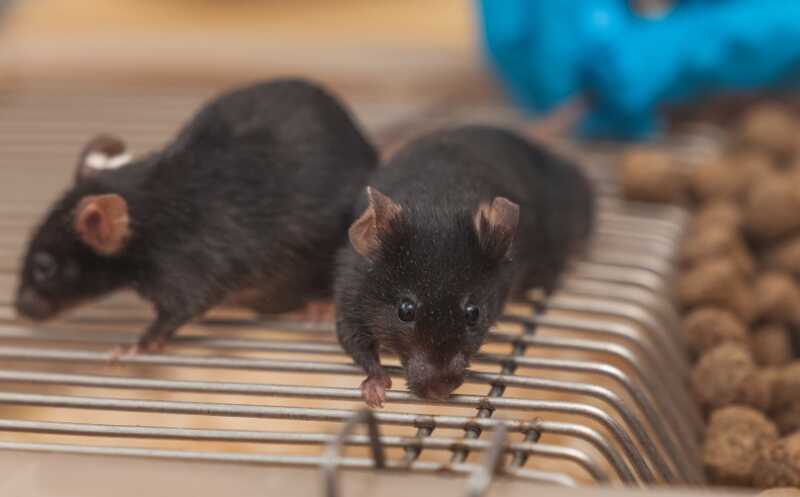 Трансплантация фекальной микробиоты от пожилых мышей молодым повысила их плодовитость