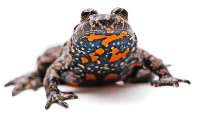 Насекомые и лягушки вырабатывают пептид, имитирующий болевой гормон их хищников