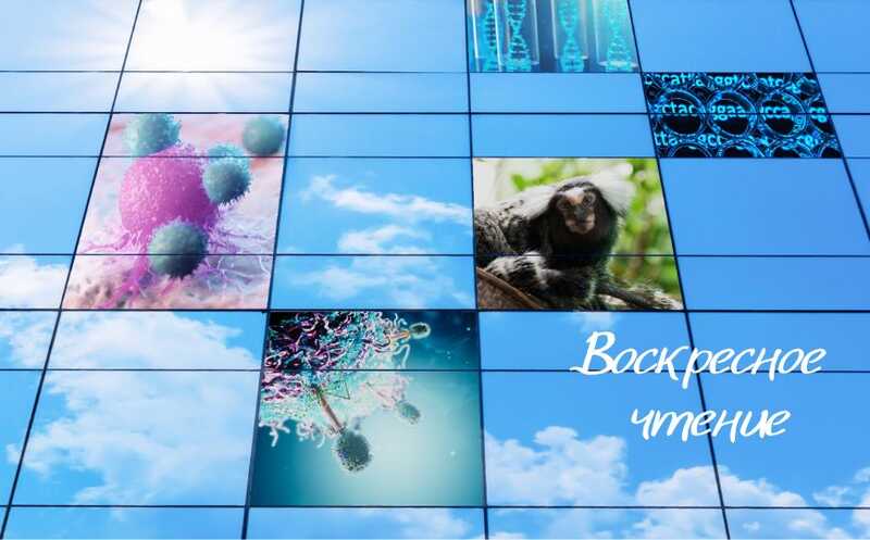 Конкуренция между бактериофагами и другие новости недели