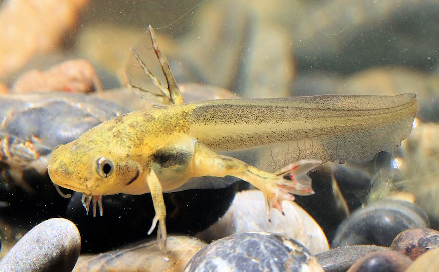 Регенерации у млекопитающих препятствуют жесткость внеклеточного матрикса и кислород