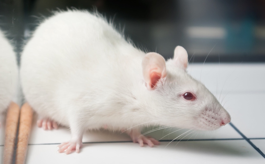 Хроническая боль приводит к депрессии из-за активности микроглии в гиппокампе