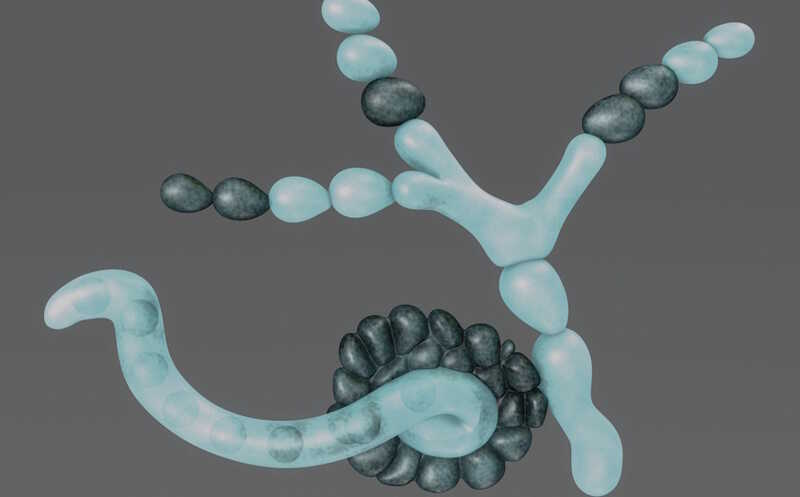 Два белка грибов обеспечивают активность Т-клеток в опухолевом микроокружении, бедном глюкозой