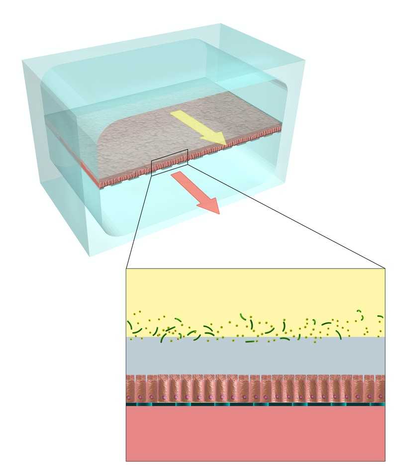 Colon-Chip_Host-Tolerance-to-Infection_Fig1A.jpg