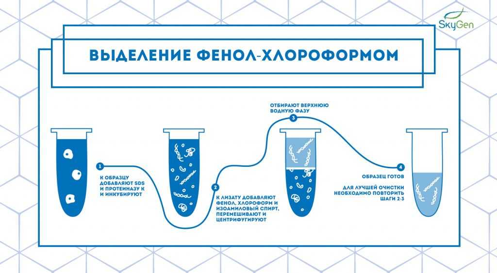 Рис.1 Схема протокола выделения фенол-хлороформным методом..jpg