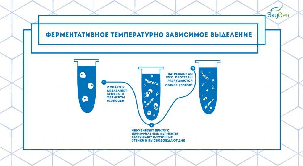 Рис.5 Схема протокола ферментативного температурно-зависимого выделения. Протокол основан на принципе работы наборов для выделения компании MicroGEM..jpg