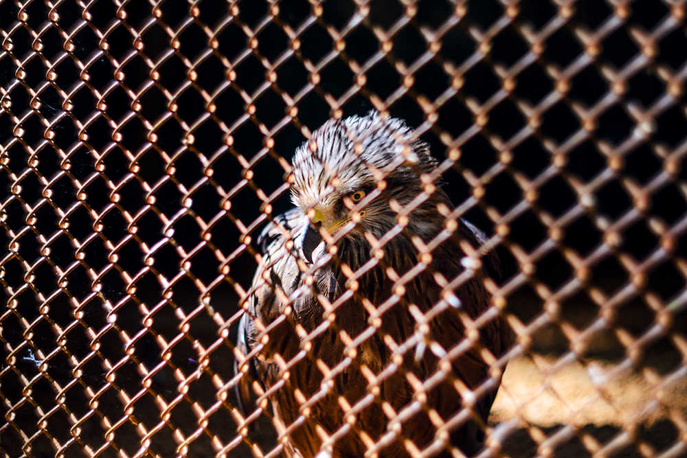 ястреб 1000.jpg