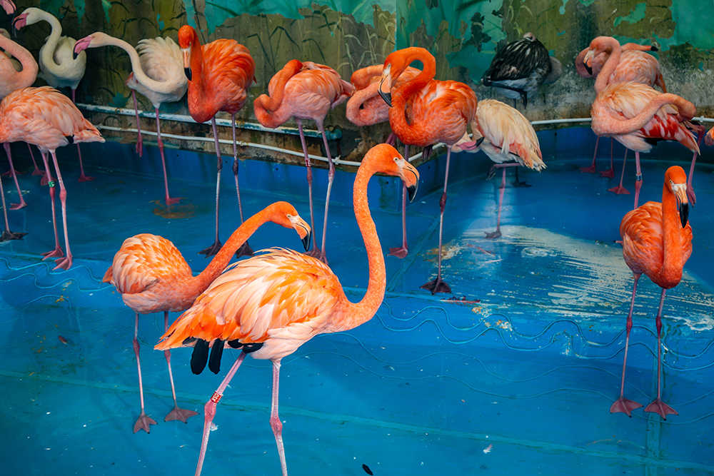 фламинго 1000.jpg