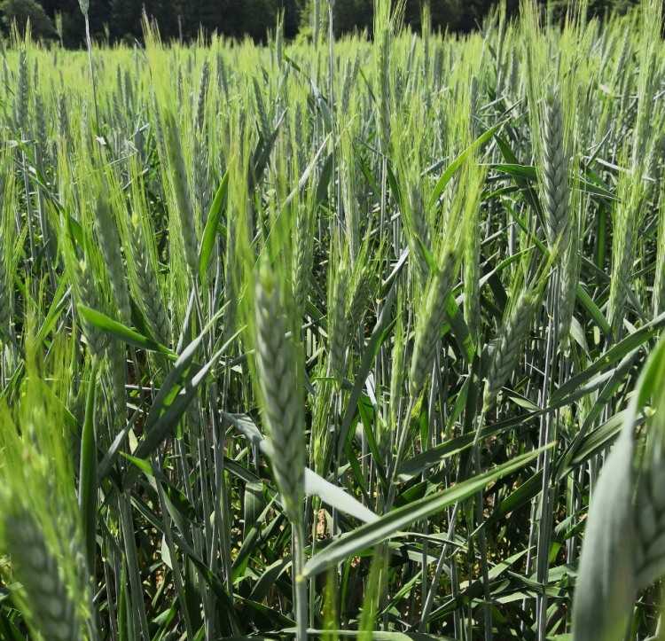 тритикале 4 750.jpeg