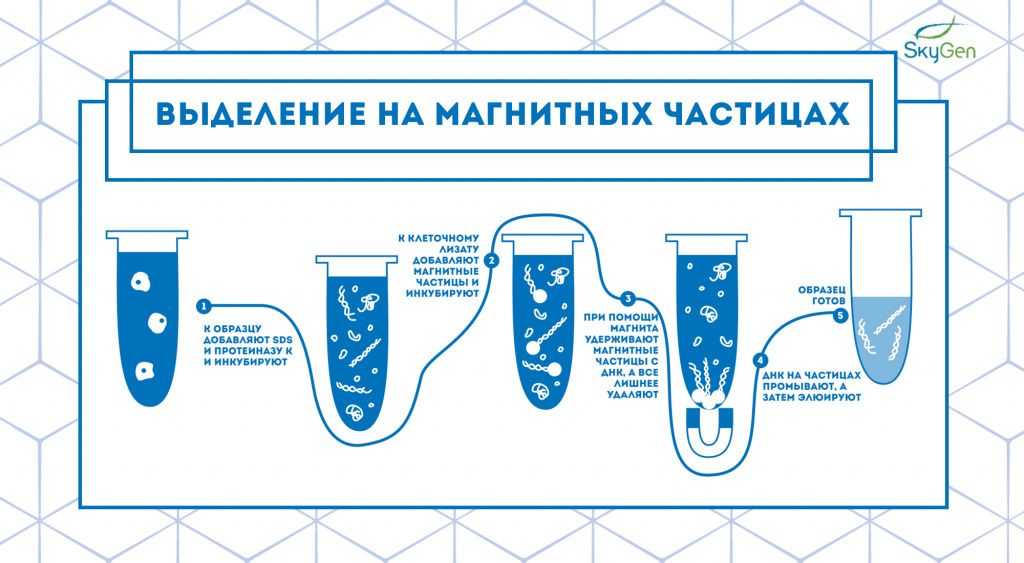 Рис.3 Схема протокола выделения на магнитных частицах..jpg